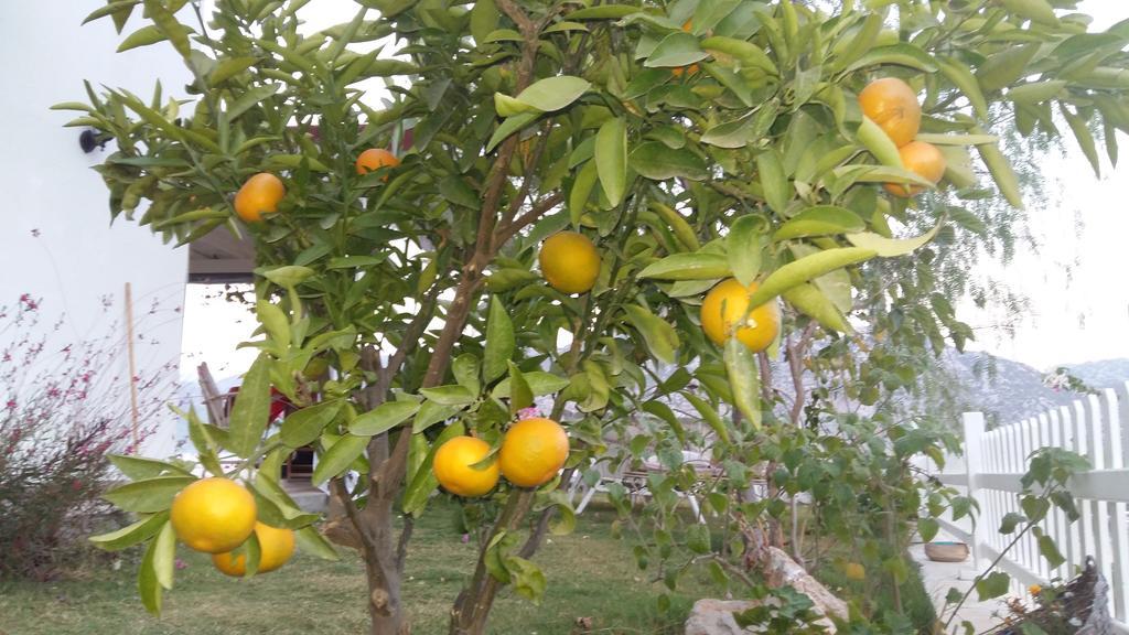 Masal Tatil Evi السليمية المظهر الخارجي الصورة
